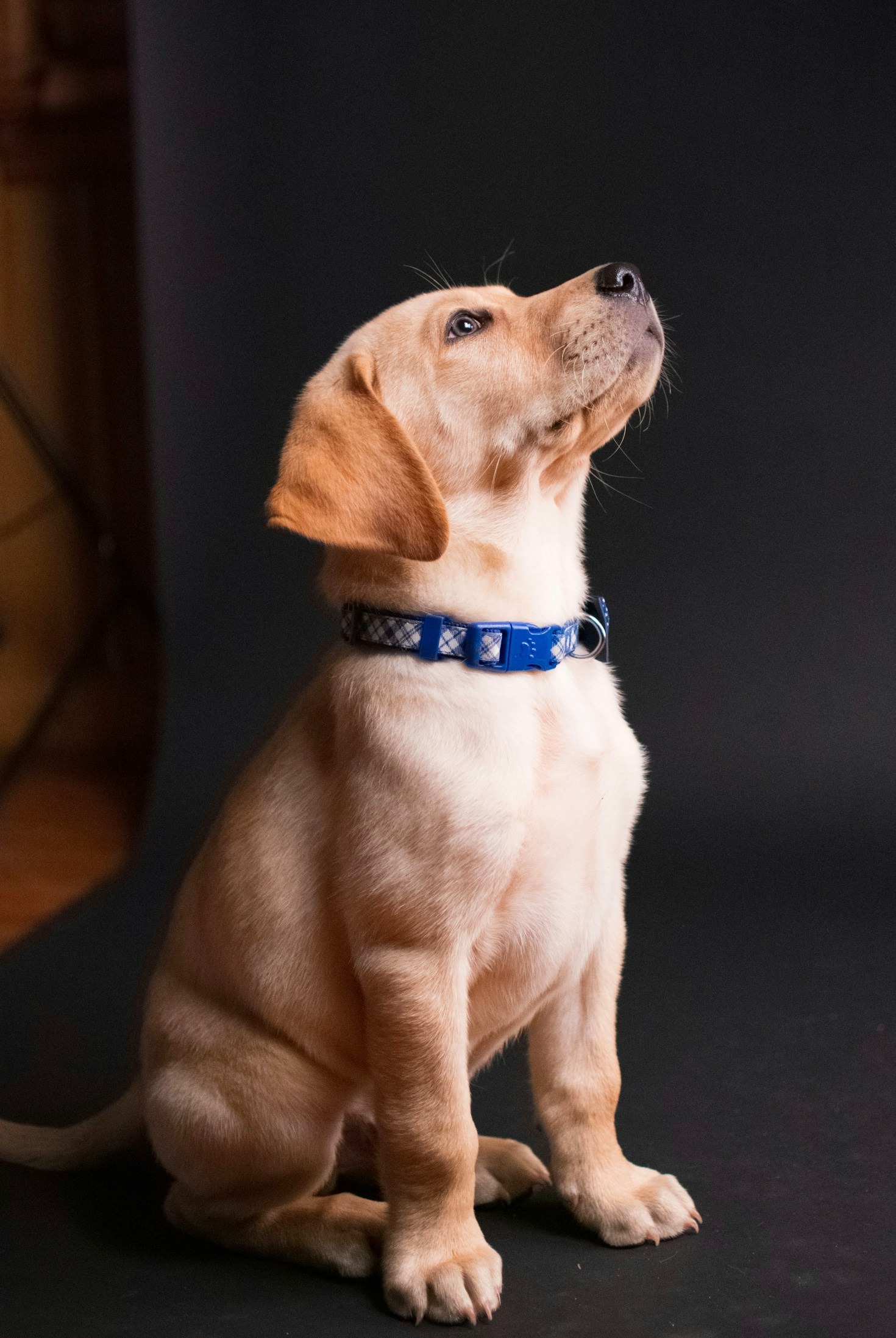 So bleibt Ihr Hund bis ins Alter fit