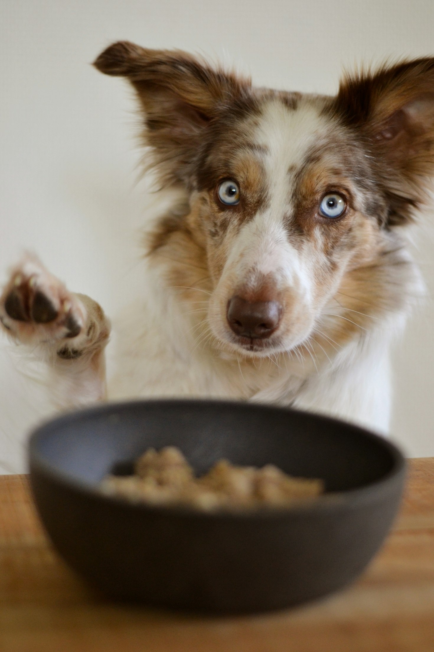 Erste Hilfe Tipps für jeden Hundebesitzer